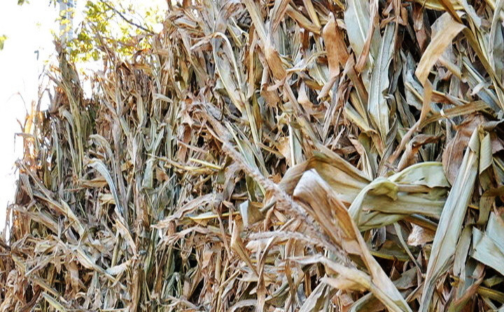 生物質(zhì)秸稈 生物質(zhì)秸稈