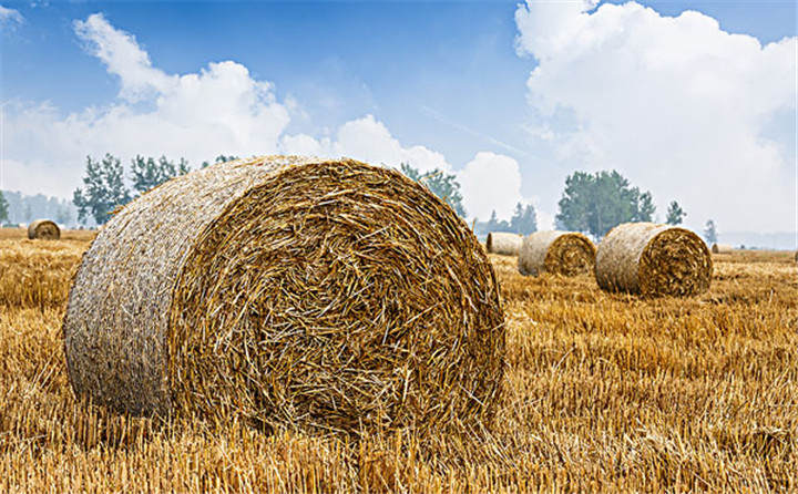 玉米秸稈能源化是萊西玉米秸稈利用