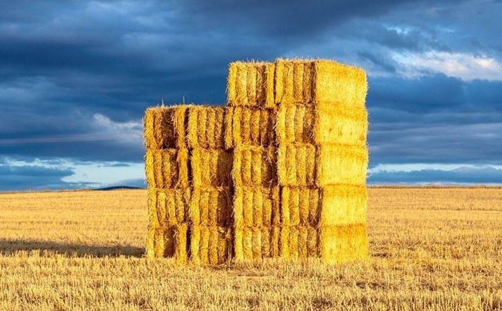 玉米秸稈顆粒機能源顆粒的四大誤區