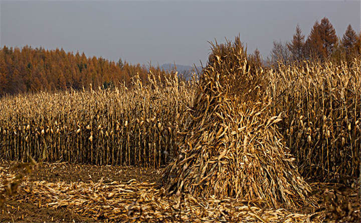 黑龍江省海倫市用于秸稈綜合利用共投入1.6億元，加快玉米秸稈顆粒機(jī)的使用