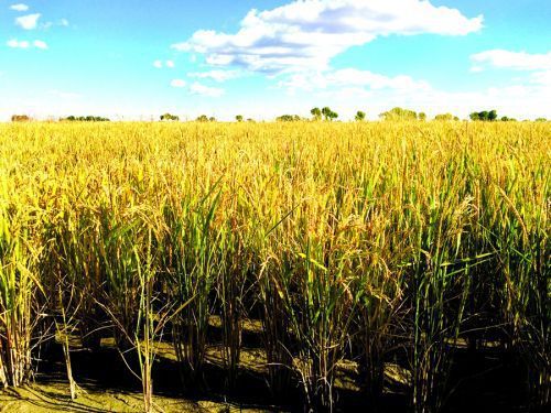 生物質資源 生物質資源