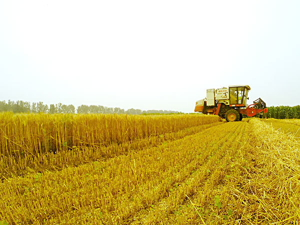 生物質能源豐富 生物質能源豐富