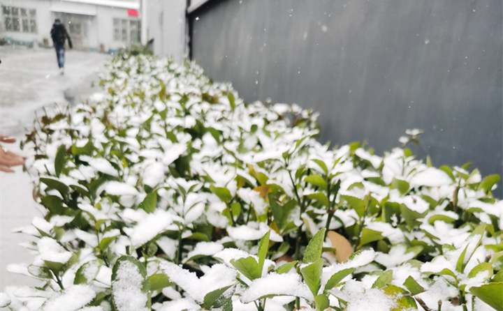 山東金格瑞下雪時的綠植