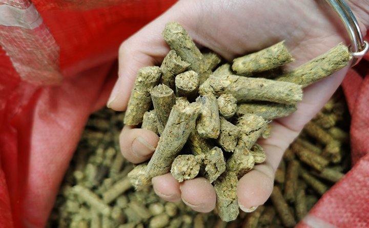 秸稈顆粒機就是將粉碎后的秸稈制成顆粒飼料,用于飼喂牛羊 秸稈顆粒機就是將粉碎后的秸稈制成顆粒飼料,用于飼喂牛羊