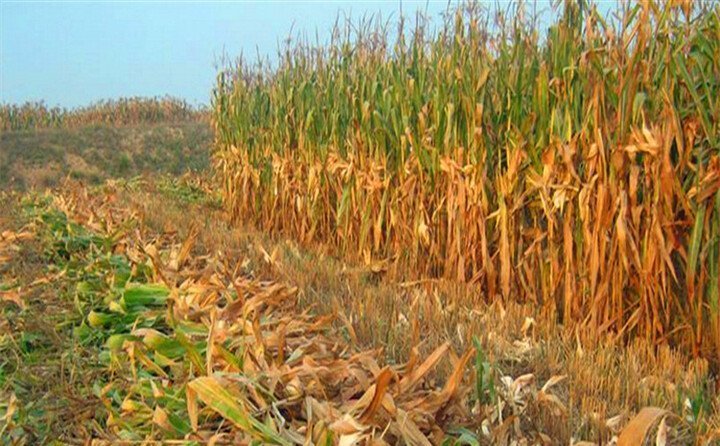 玉米秸稈生物質能源 玉米秸稈生物質能源