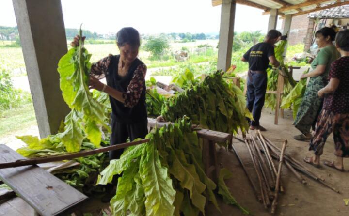 江西吉安煙草:科技賦能助力煙葉烘烤“減排減負” 江西吉安煙草:科技賦能助力煙葉烘烤“減排減負”