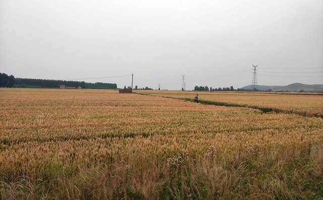 青海省秸稈綜合利用率達(dá)到90.66%