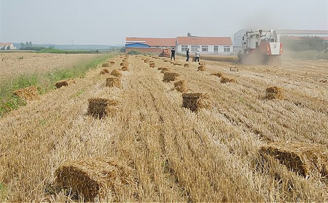寧夏平羅縣秸稈“廢”變“寶”美了環境富了群眾 寧夏平羅縣秸稈“廢”變“寶”美了環境富了群眾